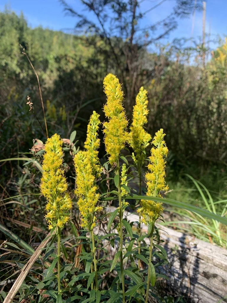 Solidago Canadensis Ssp. Elongata