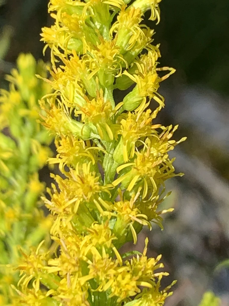 Solidago Canadensis Ssp. Elongata