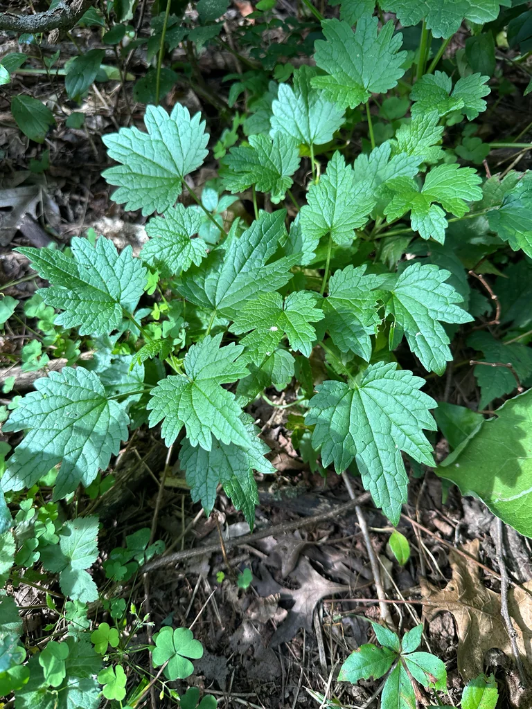 Leonurus Cardiaca