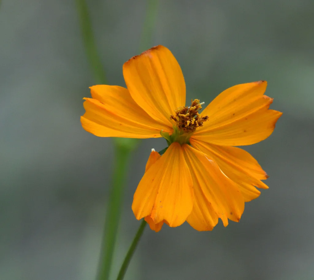 Cosmos Sulphureus