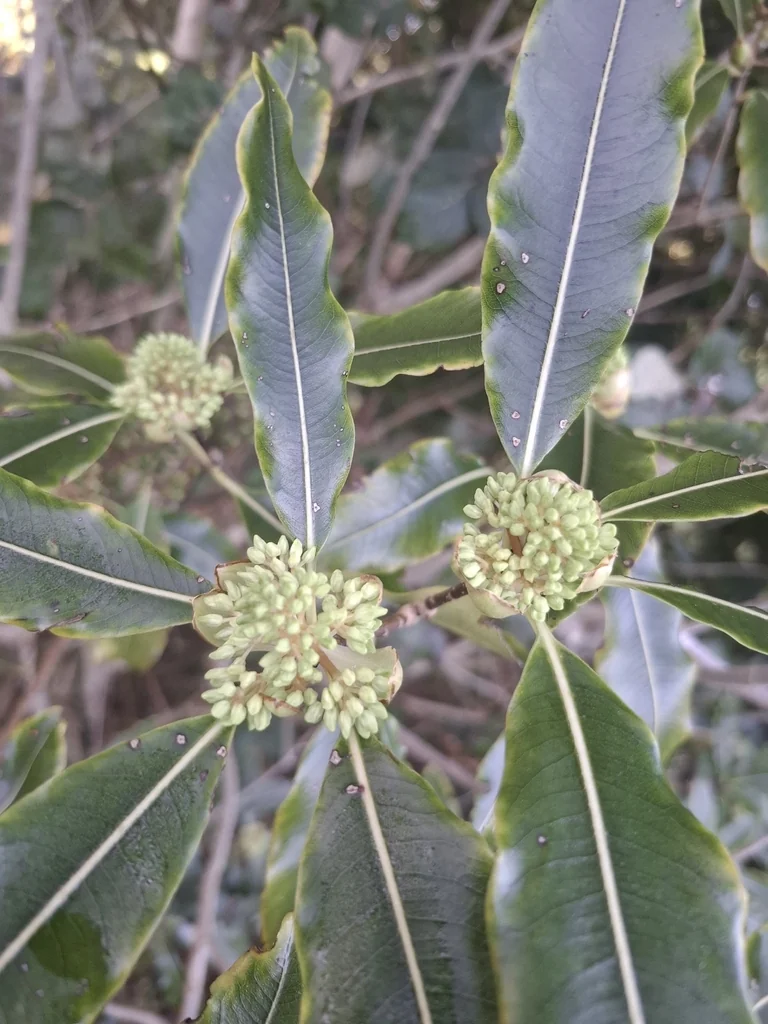 Pittosporum Eugenioides