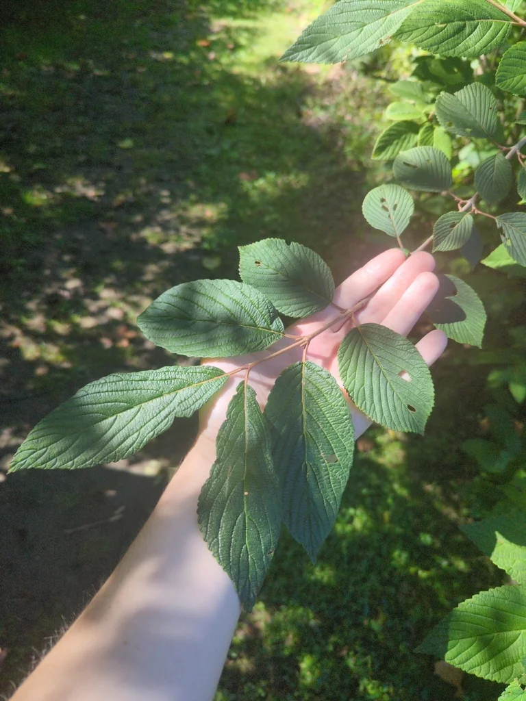 Viburnum Plicatum