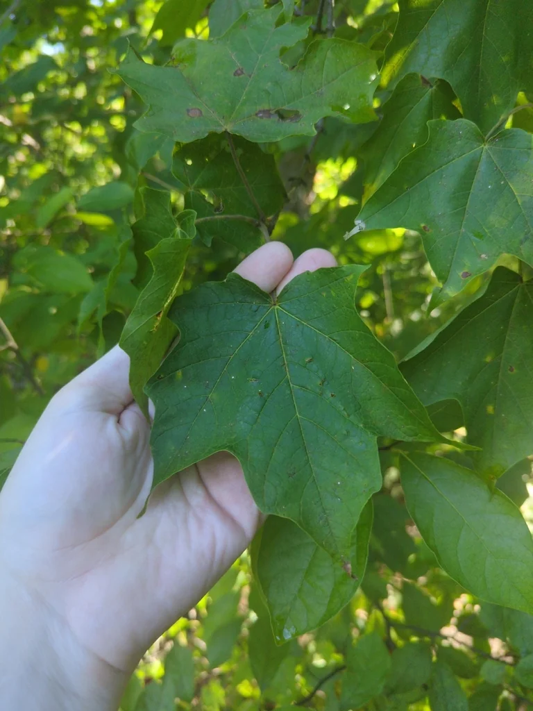Acer Saccharum Subsp. Nigrum