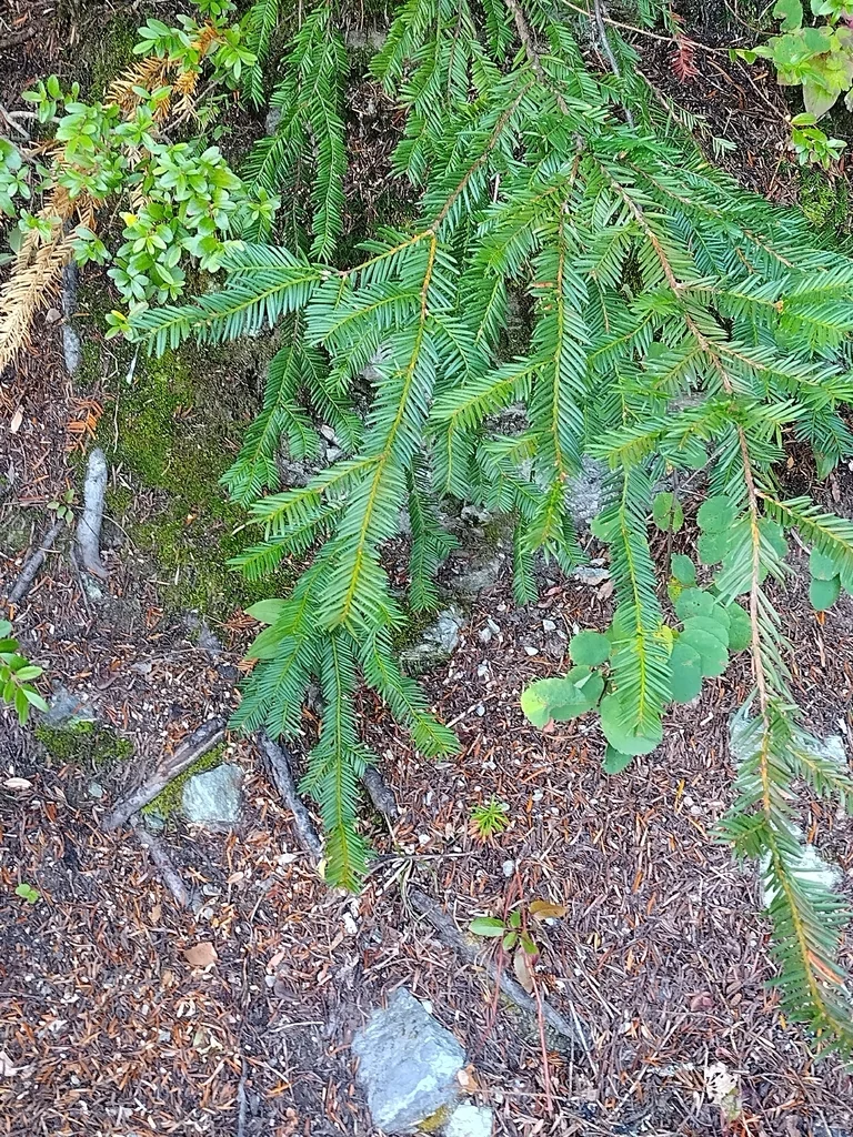 Taxus Brevifolia