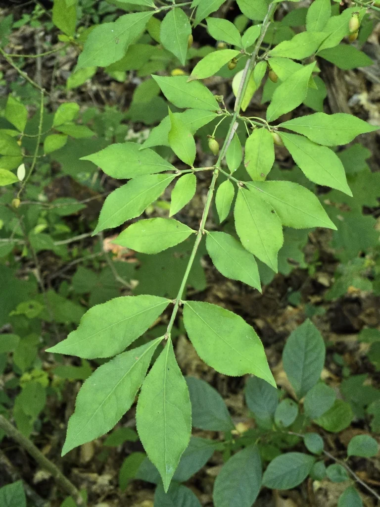 Euonymus Alatus