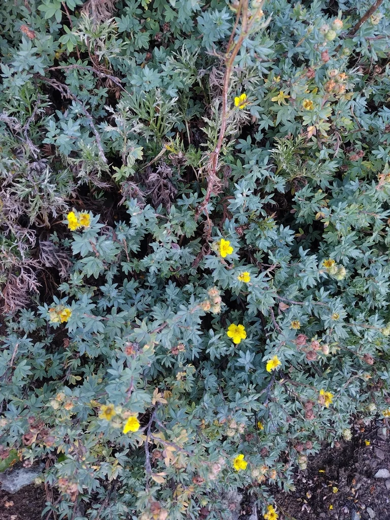 Potentilla fruticosa