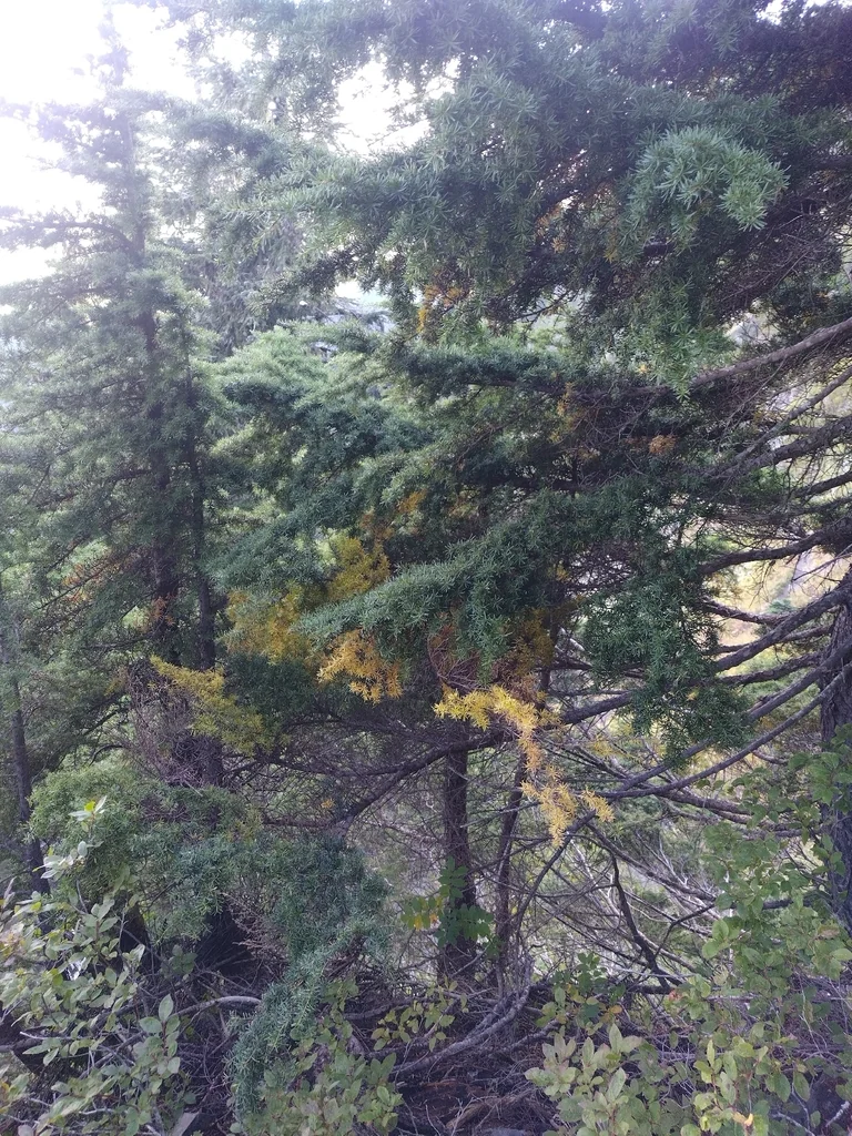 Tsuga Mertensiana