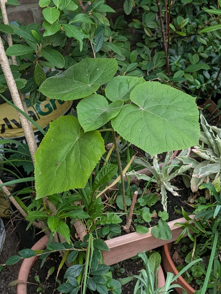 Paulownia Tomentosa
