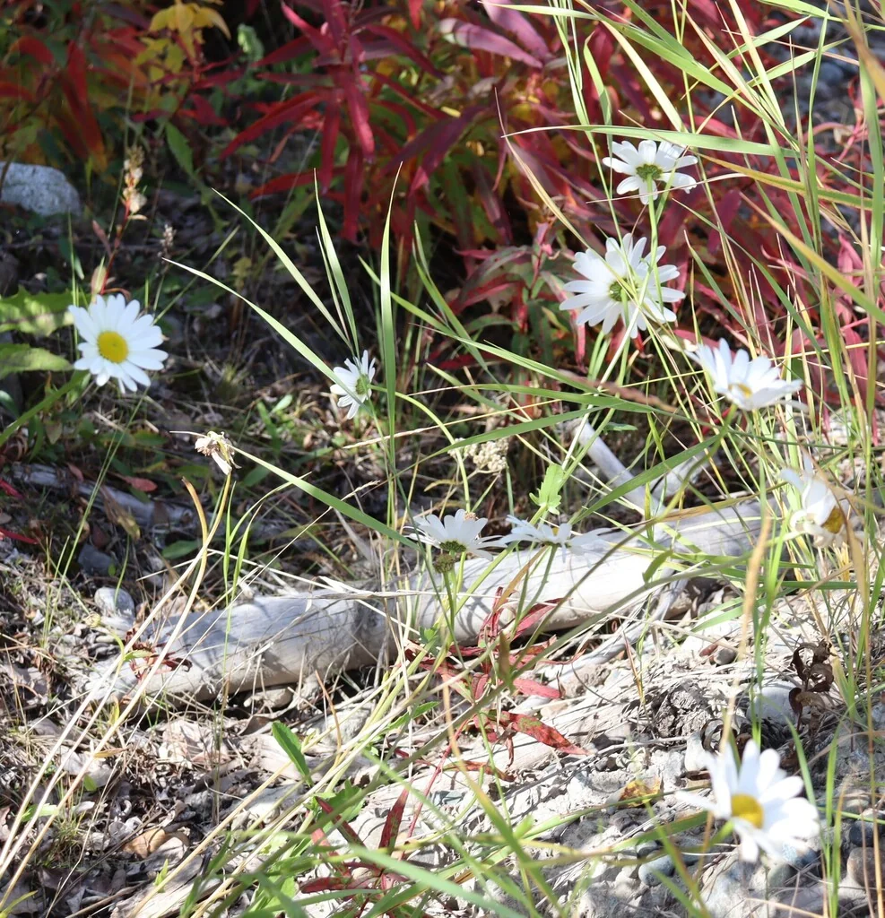 Chrysanthemum Leucanthemum