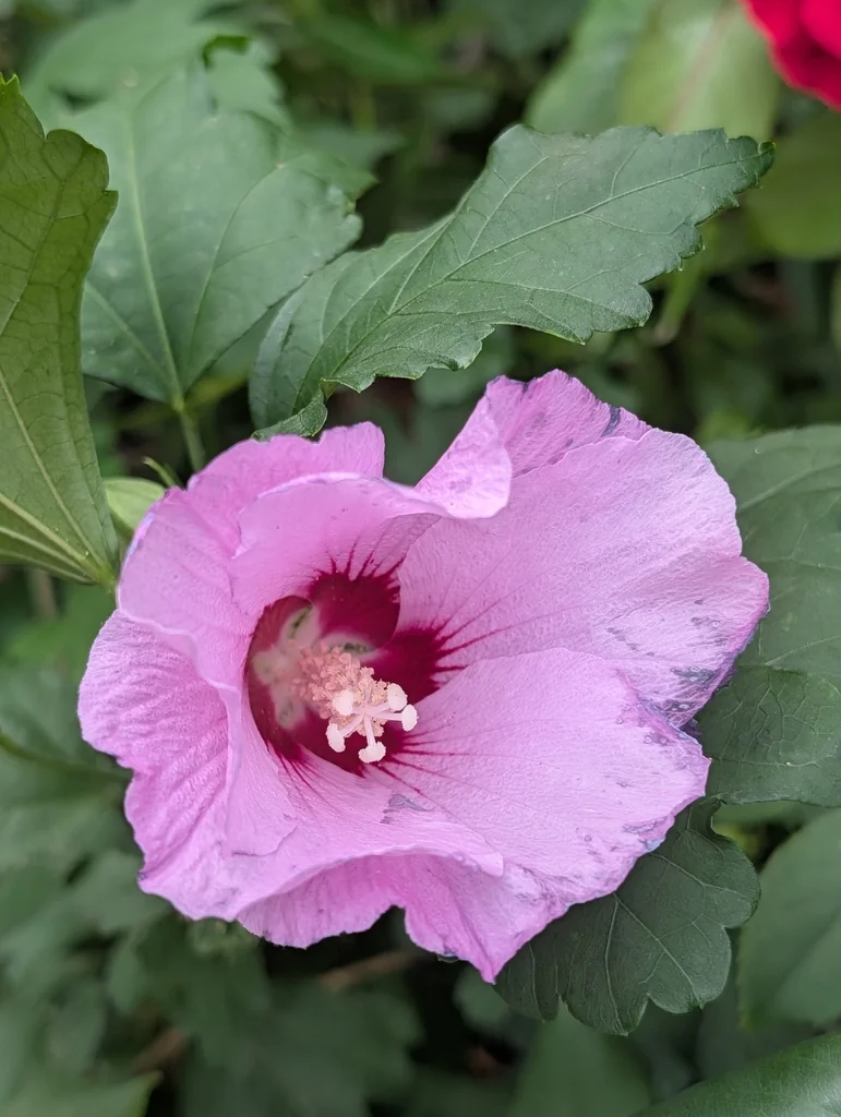 Hibiscus syriacus