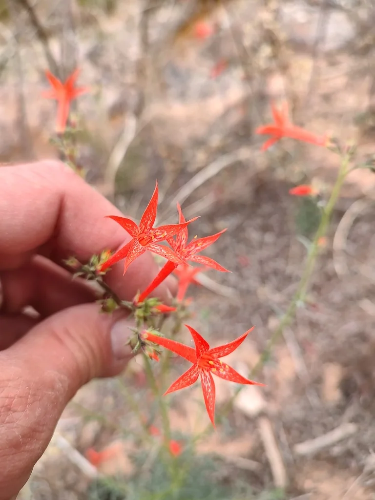Ipomopsis Aggregata