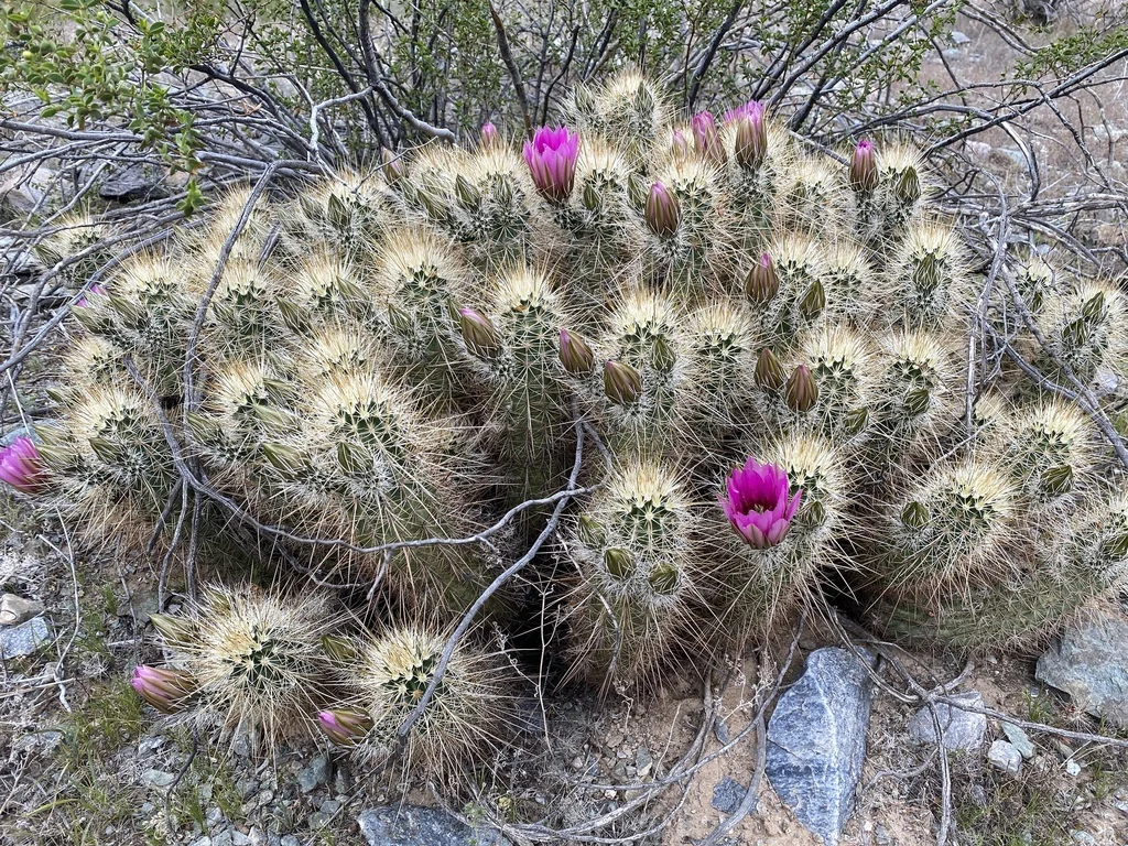 Echinocereus Engelmannii