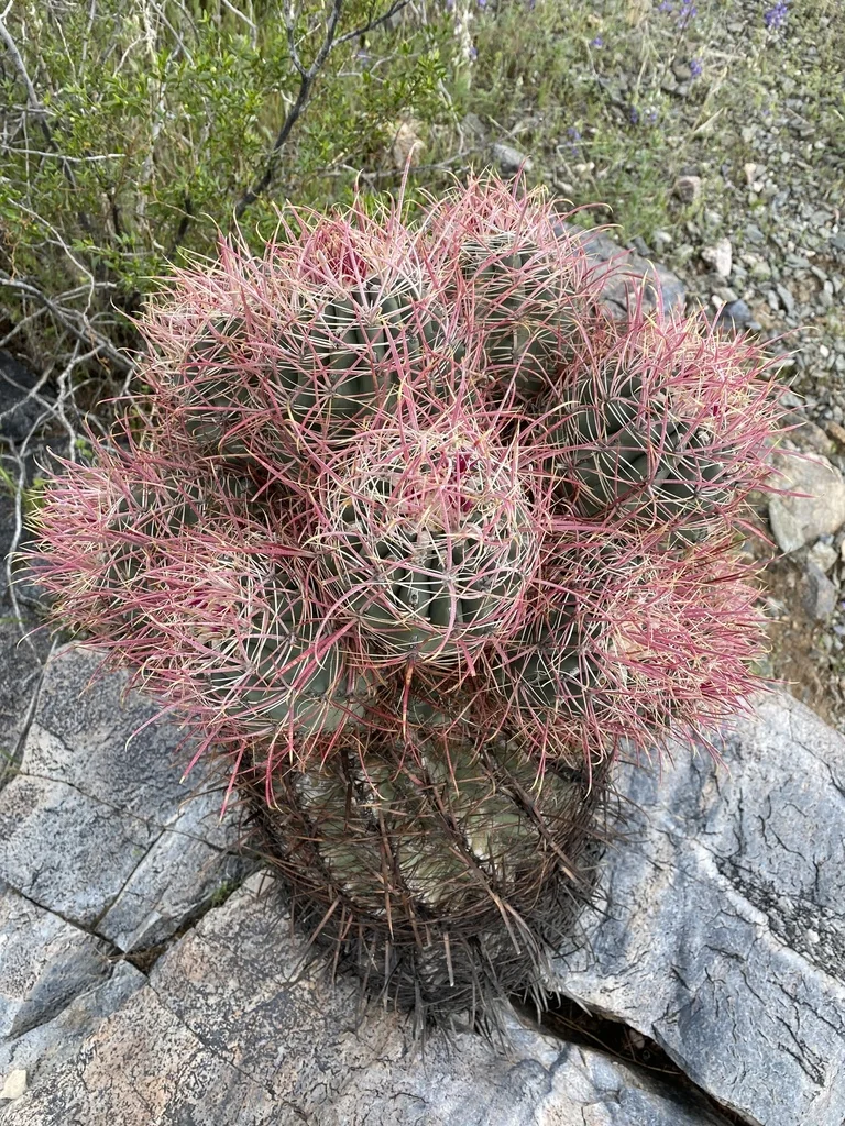 Ferocactus Cylindraceus