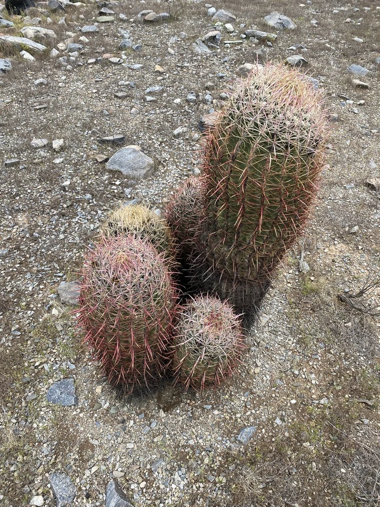 Ferocactus Cylindraceus