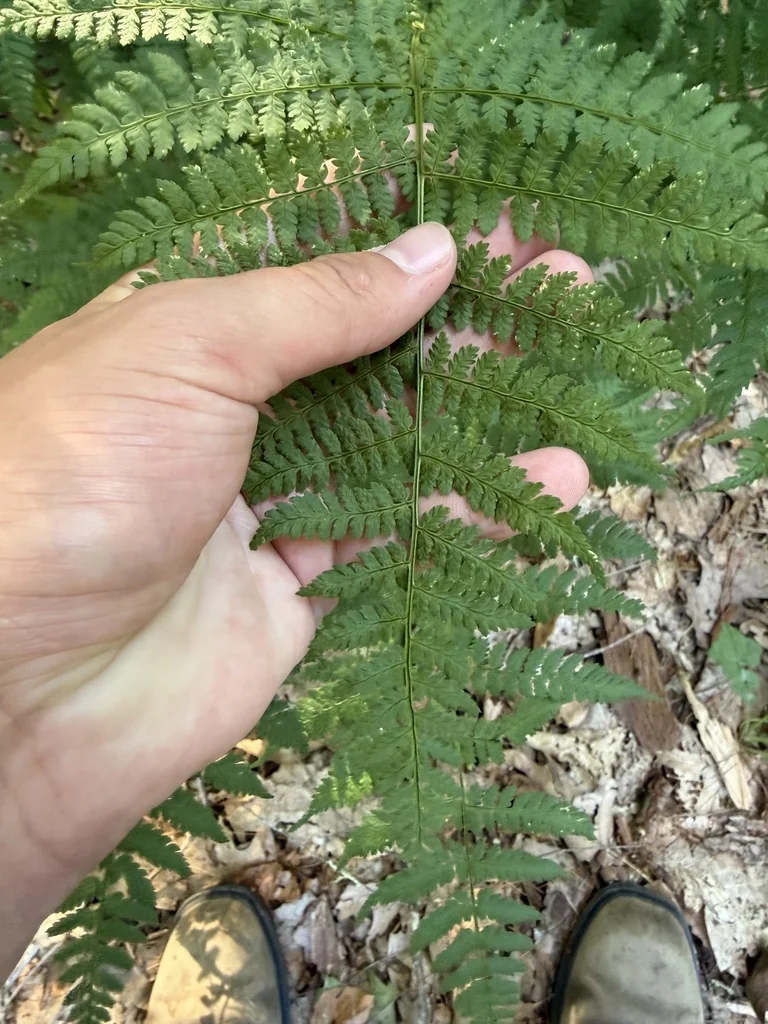 Dryopteris Intermedia