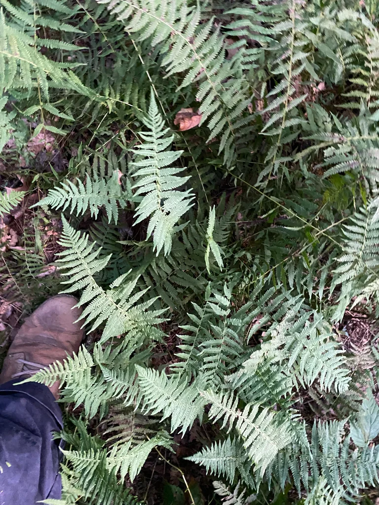 Thelypteris Noveboracensis