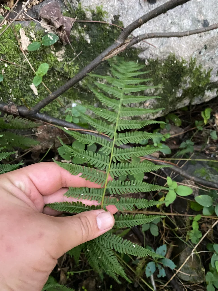 Thelypteris Noveboracensis