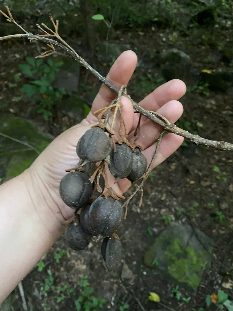 Paulownia Tomentosa