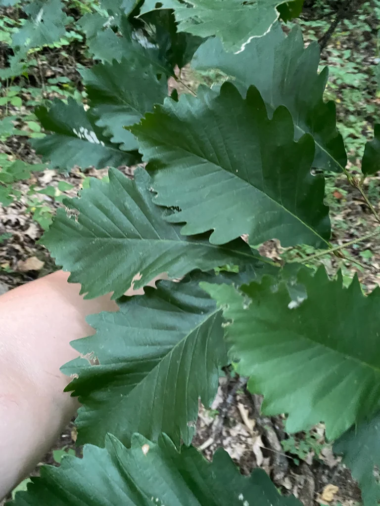 Quercus Montana