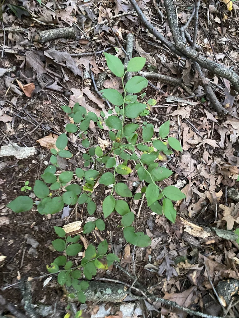 Vaccinium Pallidum