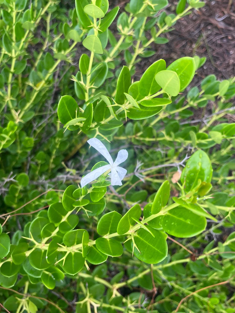 Carissa Macrocarpa