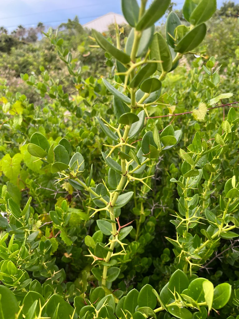 Carissa Macrocarpa