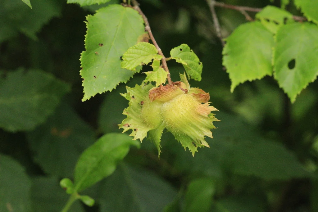 Corylus Americana