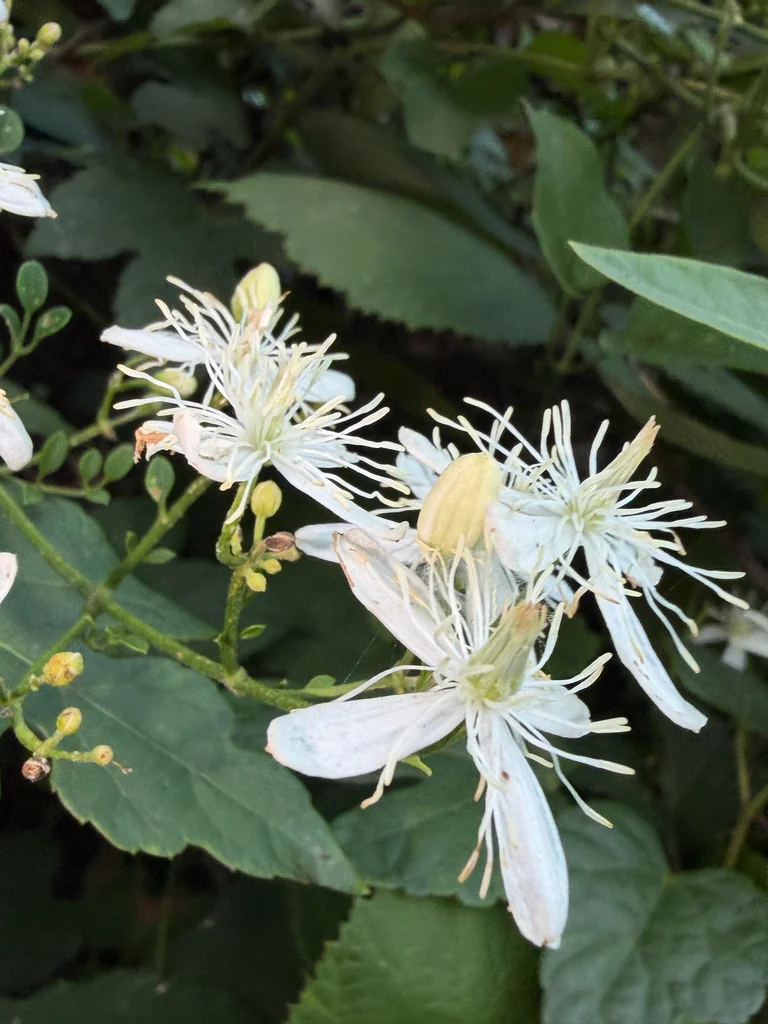 Clematis Ternifolia