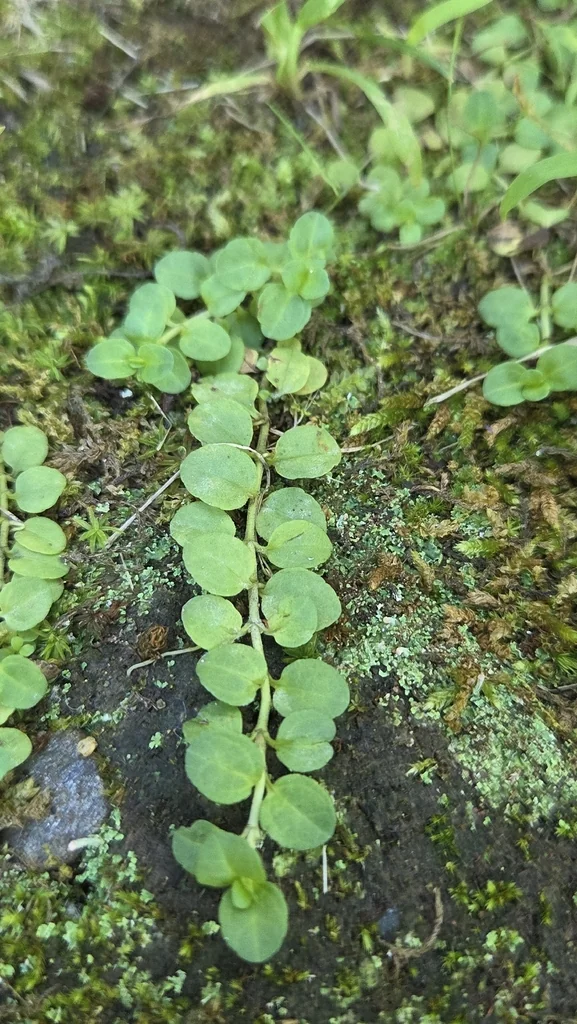 Lysimachia Nummularia