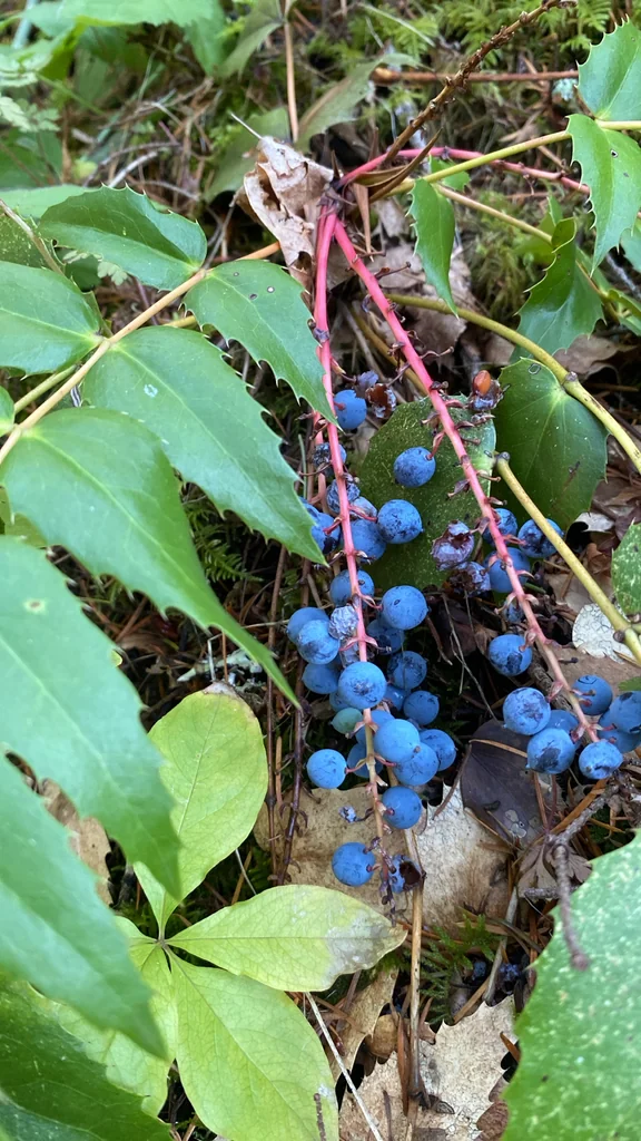 Berberis Nervosa