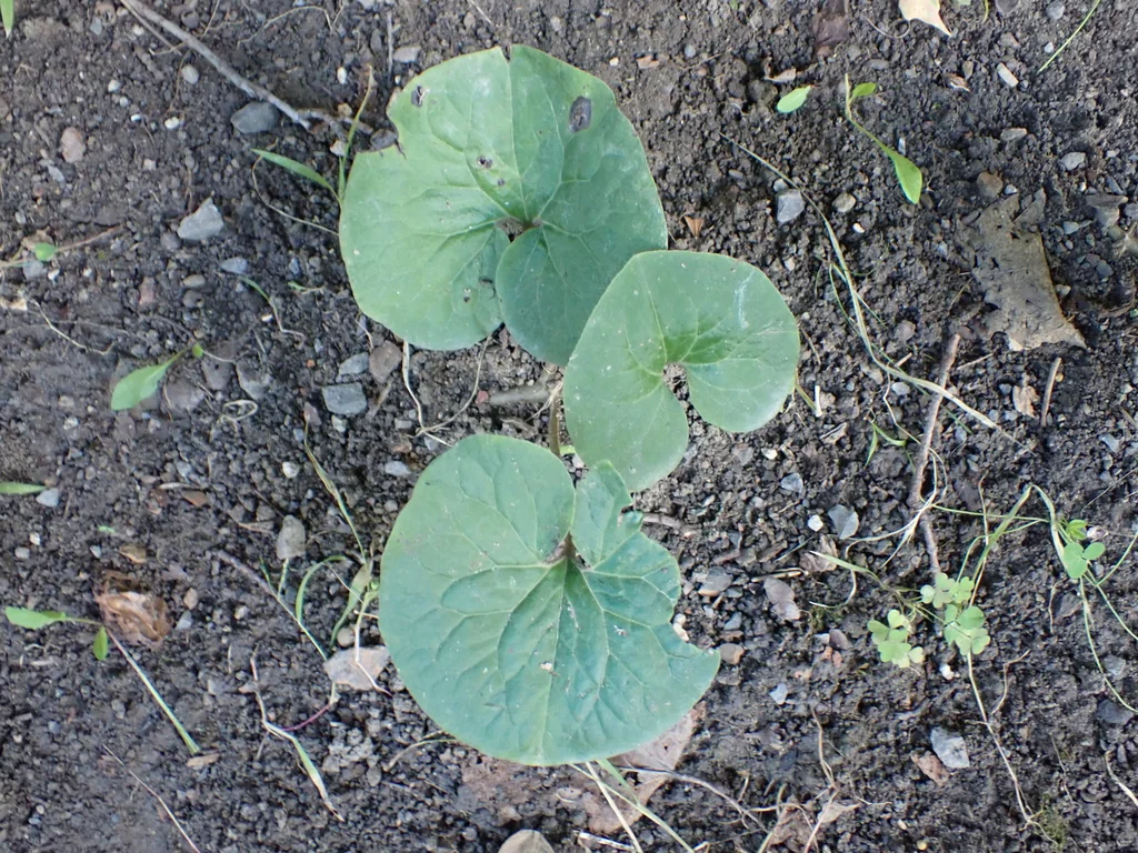 Asarum Canadense