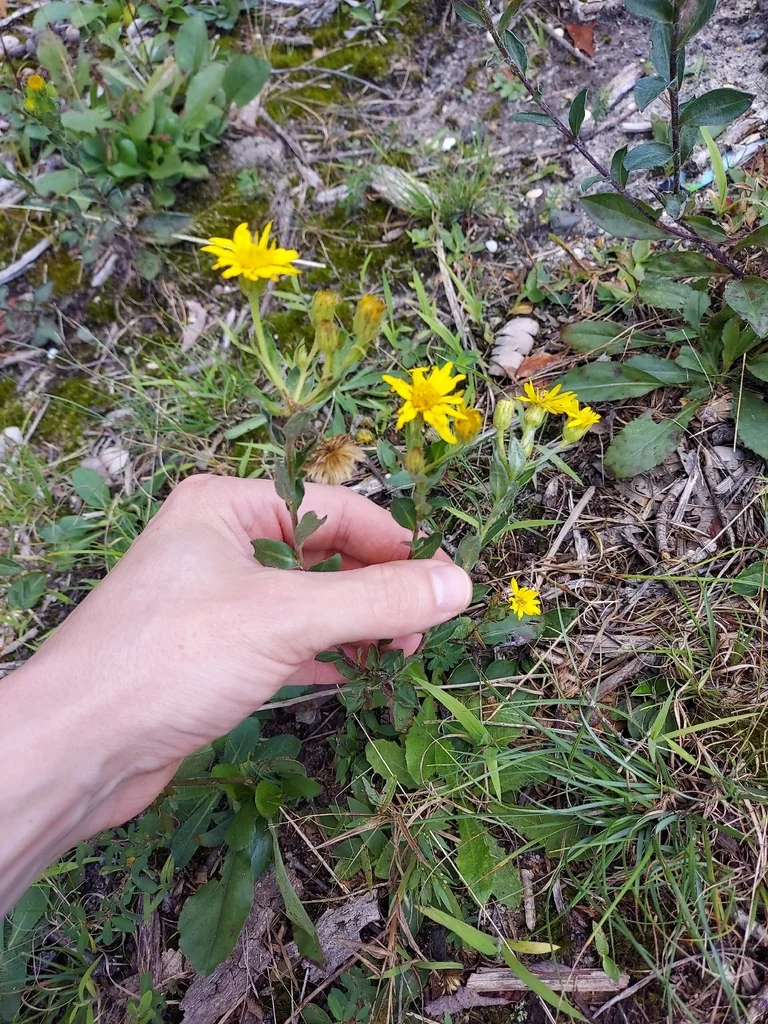 Chrysopsis Mariana