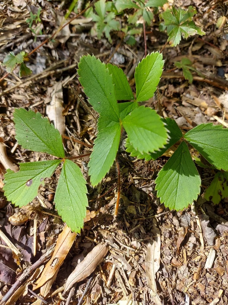Fragaria Virginiana