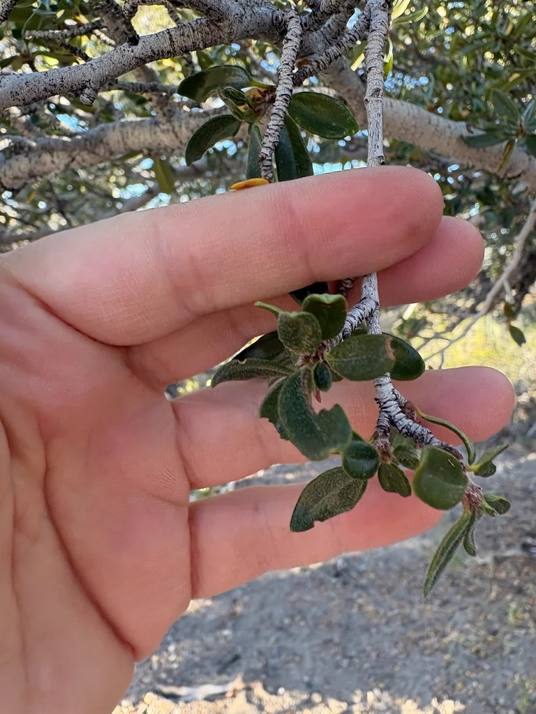 Cercocarpus Ledifolius