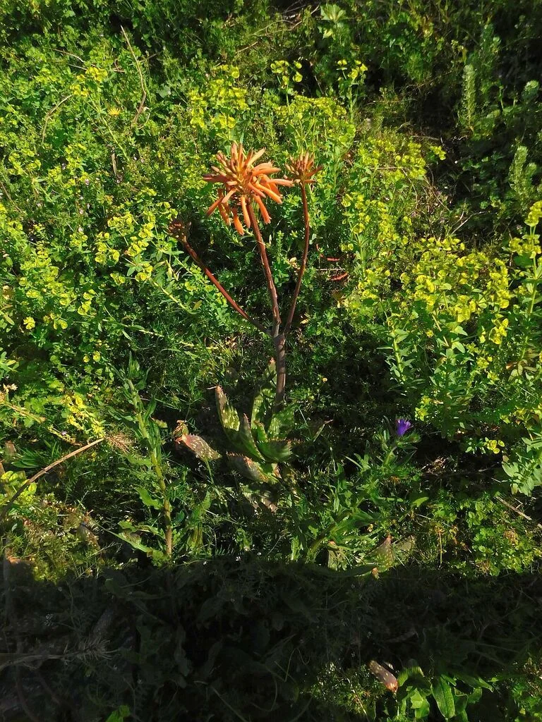 Aloe Maculata