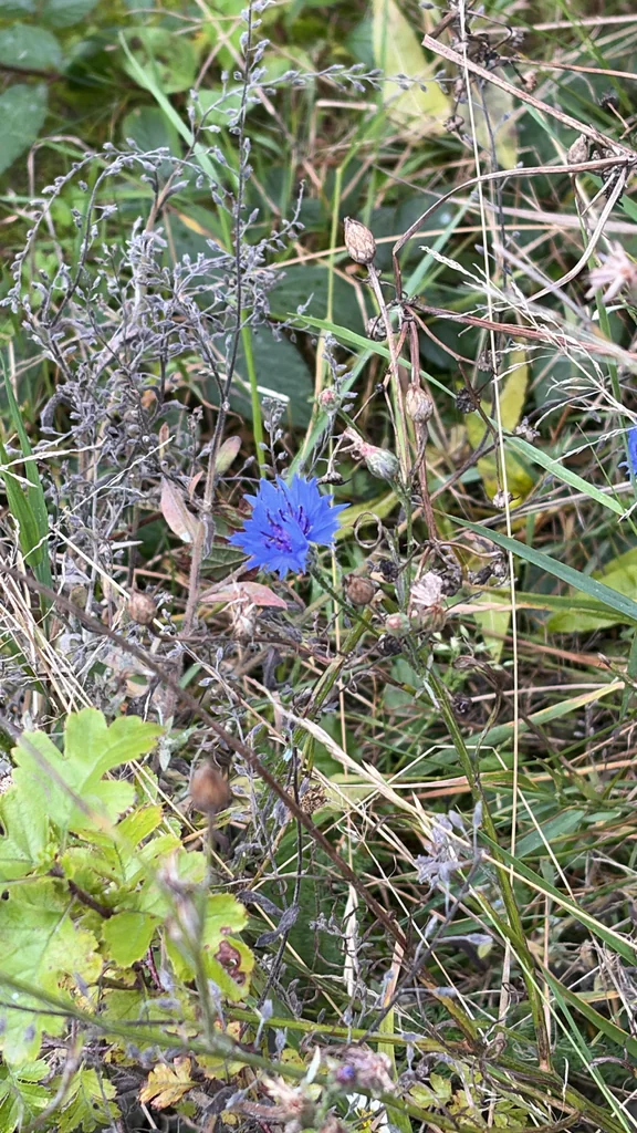 Centaurea Cyanus