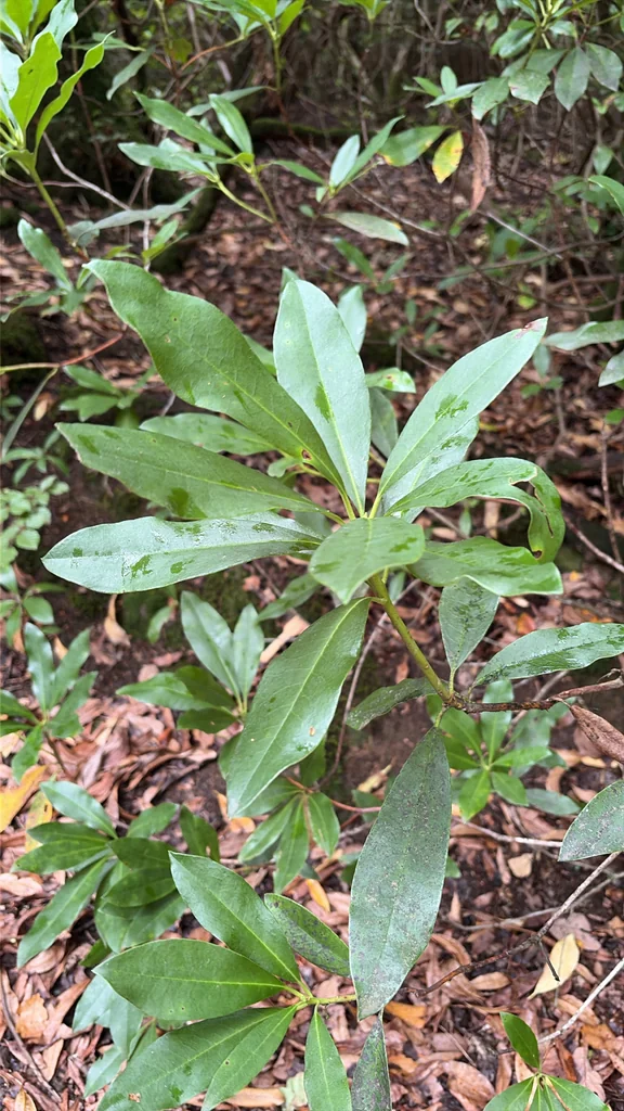 Rhododendron Ponticum