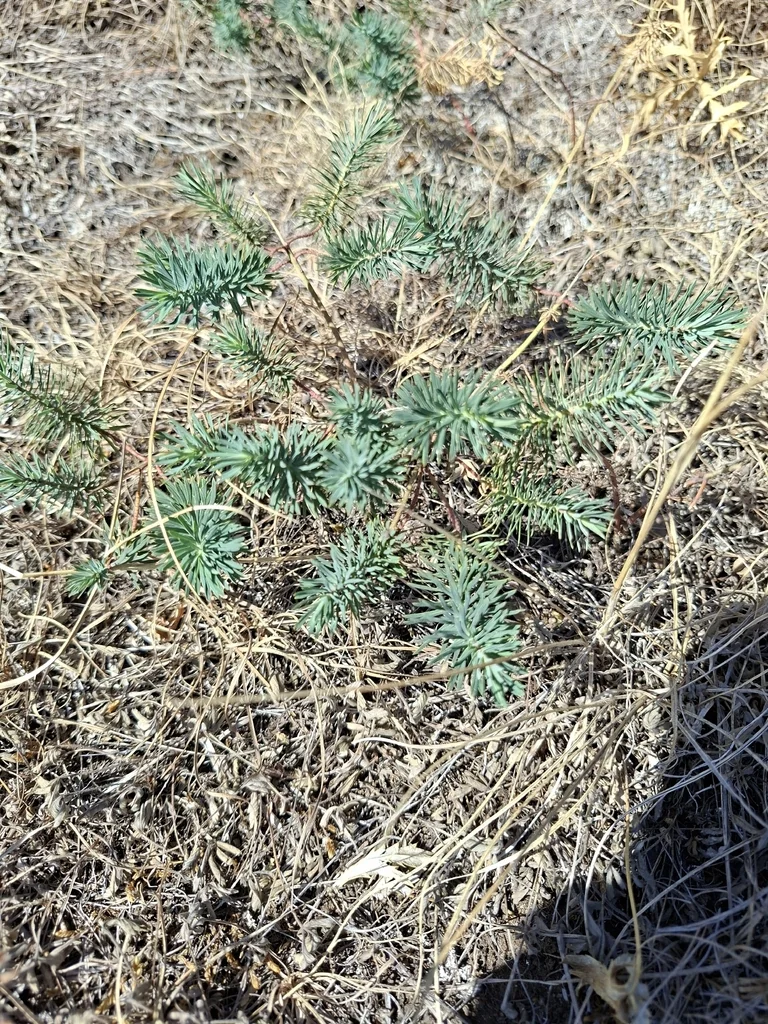 Euphorbia Cyparissias