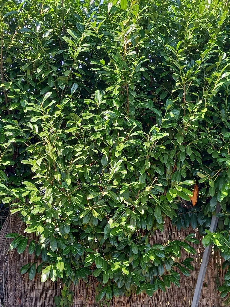 Prunus Laurocerasus