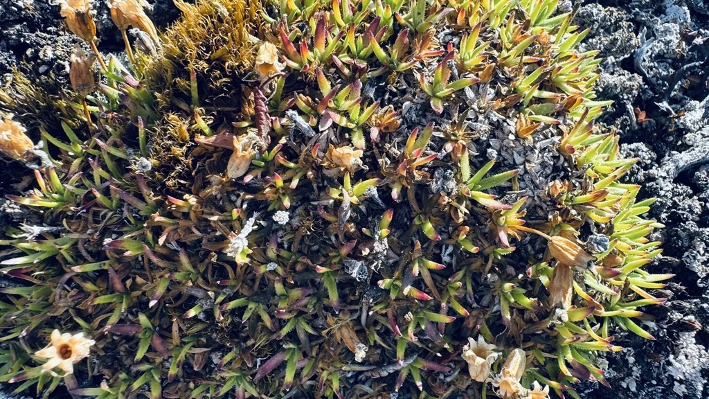 Silene Acaulis
