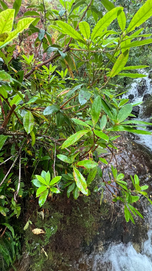 Rhododendron Ponticum