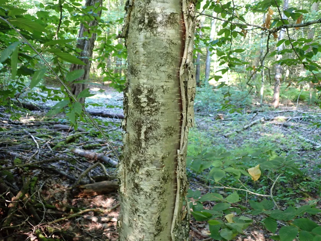 Betula Alleghaniensis