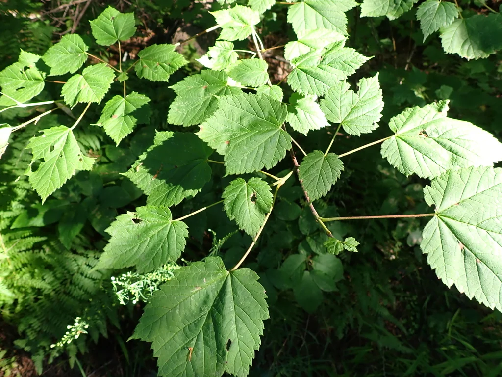 Acer Spicatum
