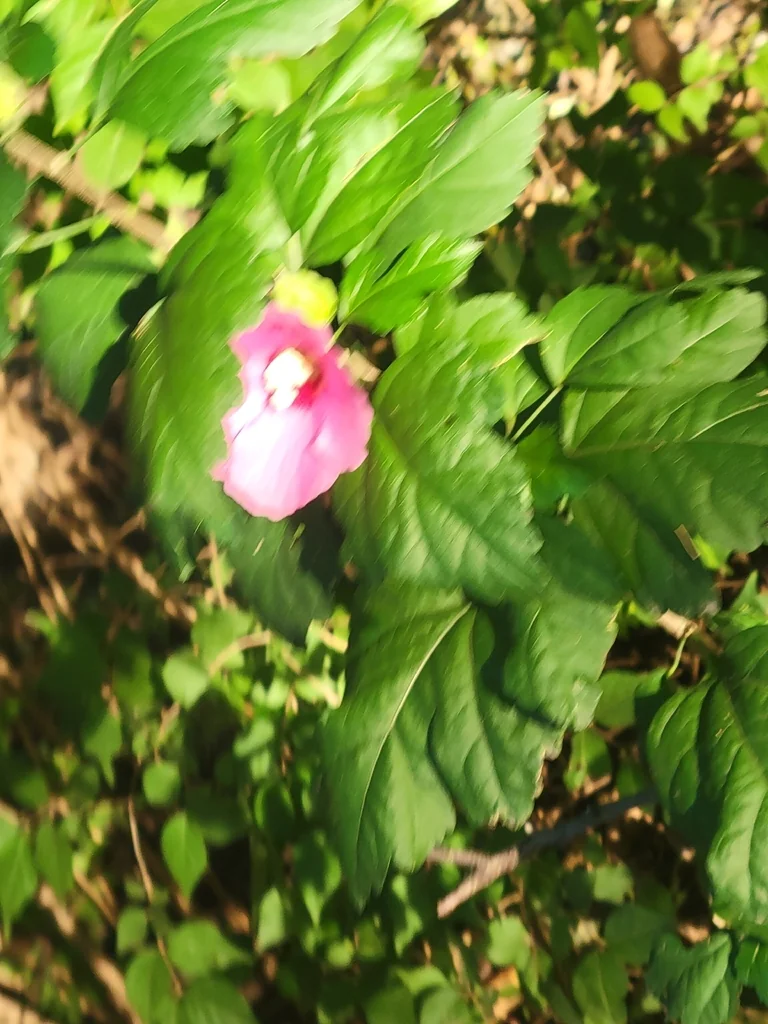Hibiscus syriacus