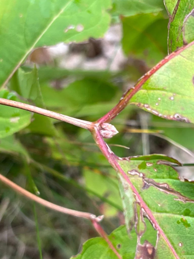 Diervilla Lonicera