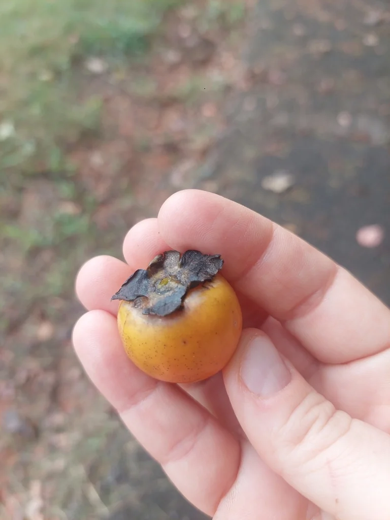 Diospyros Virginiana