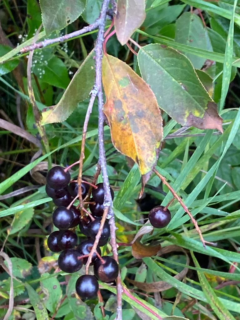 Prunus Virginiana