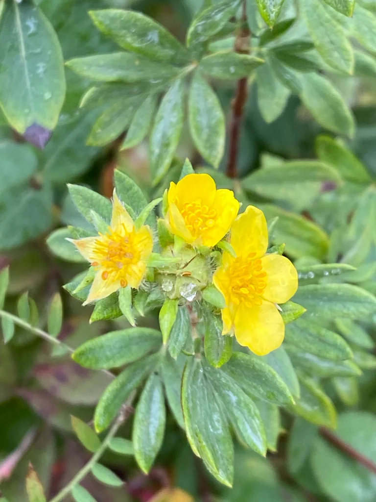 Potentilla fruticosa