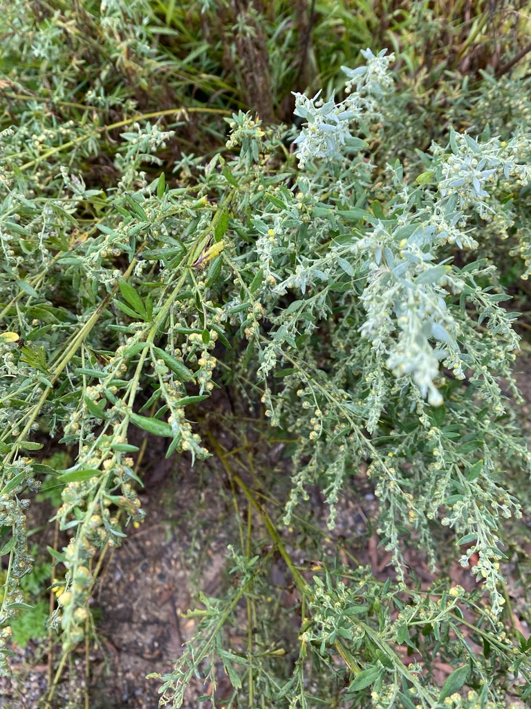 Artemisia Absinthium