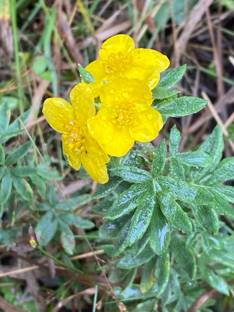 Potentilla fruticosa